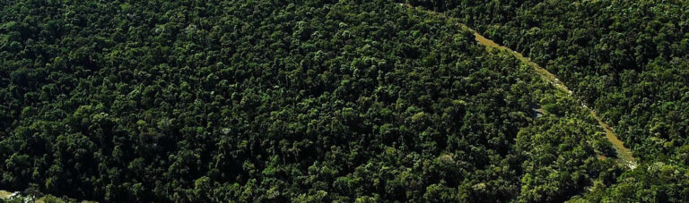 Vista aérea de una porción de selva misionera