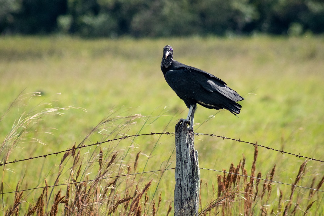 Aves_archivo