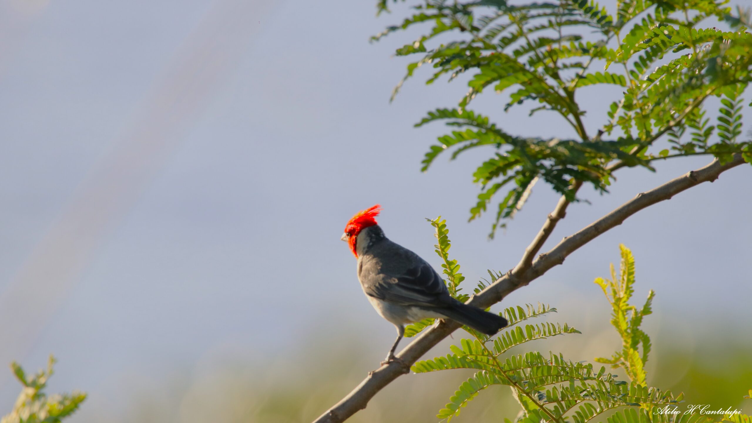 cardenal copete rojo