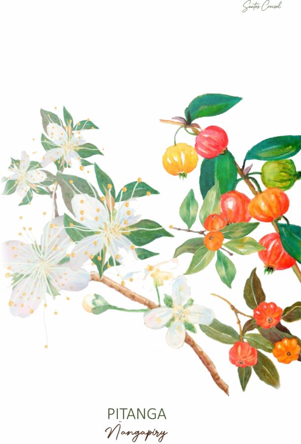 ESPEMANU PITANGA.jpg