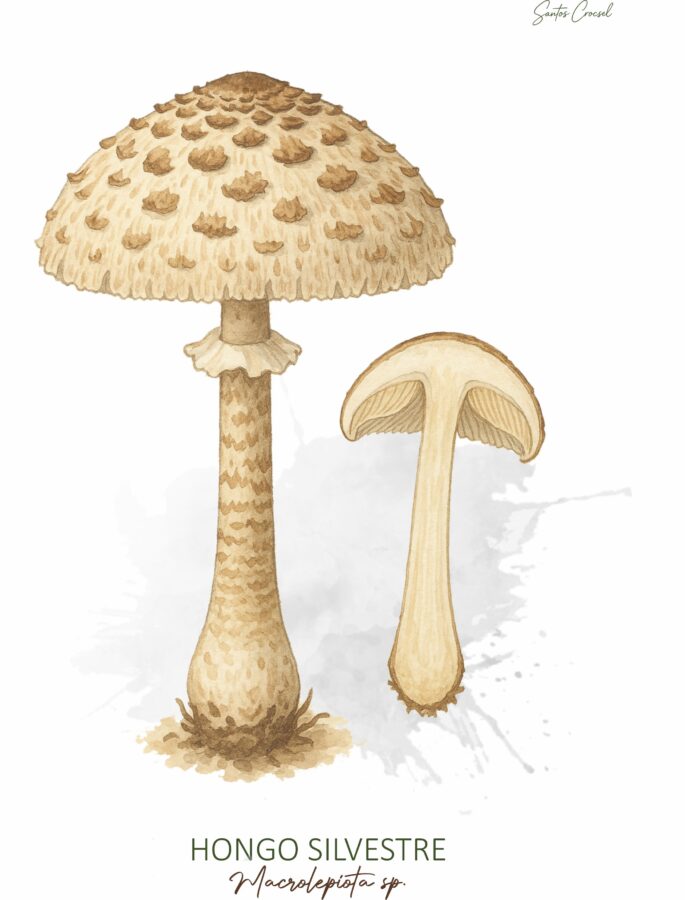 MANU HONGO SILVESTRE 2.jpg