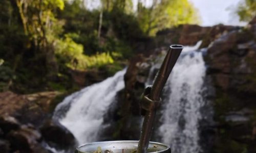 1_Yerba El Mayno_Vertical